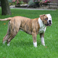 Amerikaanse Bulldog