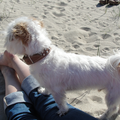Wij zijn een weekendje naar de kust geweest in een hotel waar de hond mee mocht. We hebben heerlijk een dag over het strand gelopen. Pebbel (onze hond) vond het geweldig!