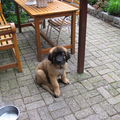 Leonberger
