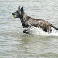 Hollandse Herdershond