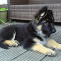 Oud Duitse Herdershond