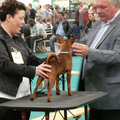 jolanda en Cody samen op de Internationale show in Maastricht de MECC 26 September 2010.
Het was een leuke dag,mijn reseltaten was 1 v/b en beste puppy geworden.
Groetjes Cody
