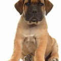 Boerboel