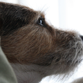 Jack Russell Terrier