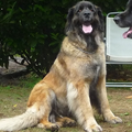 Leonberger