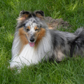 Sheltie