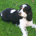 Engelse Cocker Spaniel