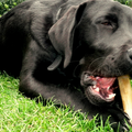 Labrador