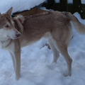 Saarloos Wolfhond