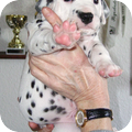 Jemen als kleine stoere pup