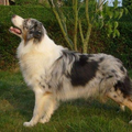 Australian Shepherd