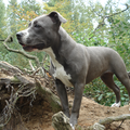 American Staffordshire Terrier