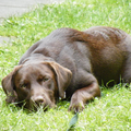 Labrador