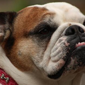 Engelse Bulldog