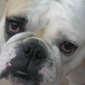Engelse Bulldog