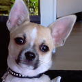 Chihuahua