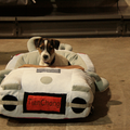Jack Russell Terrier