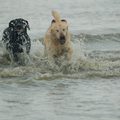 Labrador