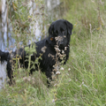 Flat Coated Retriever