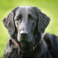 Flat Coated Retriever
