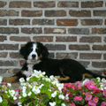 Berner Sennenhond