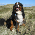 Berner Sennenhond