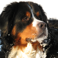 Berner Sennenhond