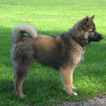 IJslandse Hond