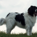 Landseer