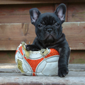Franse Bulldog