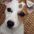 Jack Russell Terrier
