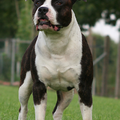 American Staffordshire Terrier