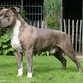 American Staffordshire Terrier