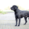 Cane Corso Italiano