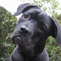 Cane Corso Italiano