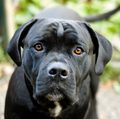 Cane Corso Italiano