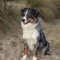 Australian Shepherd