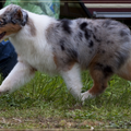 Australian Shepherd
