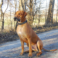 Rhodesian Ridgeback