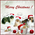 De 3 shelties in kerststemming! 