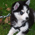 Siberische Husky