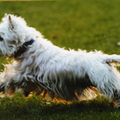 West Highland White Terrier