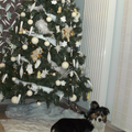 zina haar eerste foto met de kerstboom 
wat lief, toch
