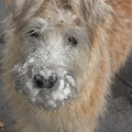 Irish Softcoated Wheaten Terriër