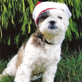 kerst groet