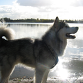 Alaskan Malamute