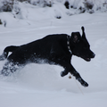 Neem een acht maanden oude labrador mee de sneeuw in en je krijgt geweldige actiefoto's!