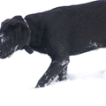 Tsja neem je een zwarte hond mee de sneeuw in, krijg je dit.....