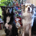 Nara & Meadow: We wensen alle hondjes en hun baasjes prettige feestdagen! 
