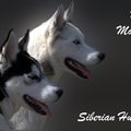 Siberische Husky
